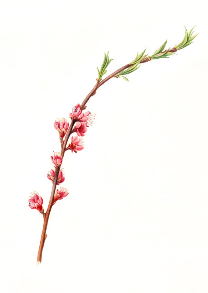 Peach blossom (Prunus persica) from Pomona Italiana (1817 - 1839) by Giorgio Gallesio (1772-1839).