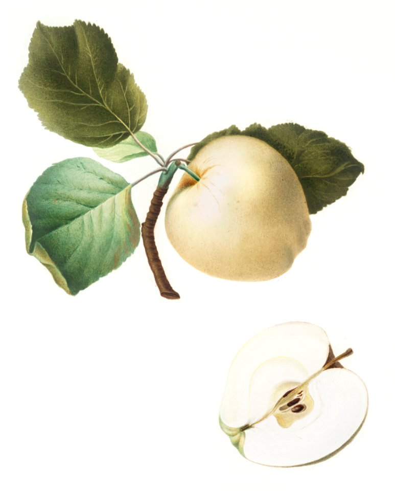 Astracan Apple (Malus astracanensis) from Pomona Italiana (1817 - 1839) by Giorgio Gallesio (1772-1839).