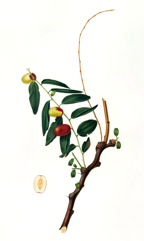 Jujube (Ziziphus vulgaris) from Pomona Italiana (1817 - 1839) by Giorgio Gallesio (1772-1839).