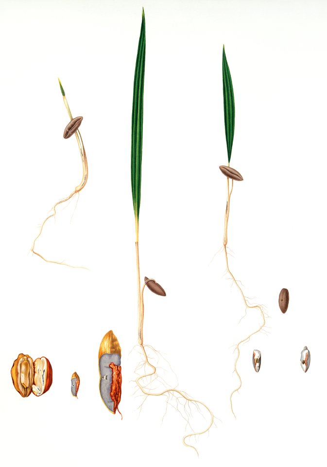 Date Palm (Phoenix dactylifera) from Pomona Italiana (1817 - 1839) by Giorgio Gallesio (1772-1839).