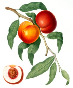 Walnut (Persica violacea) from Pomona Italiana (1817 - 1839) by Giorgio Gallesio (1772-1839).