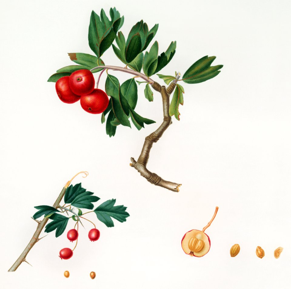 Red thorn-apple (Crataegus poliossea sterilis) from Pomona Italiana (1817 - 1839) by Giorgio Gallesio (1772-1839).
