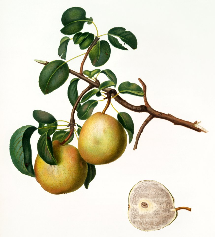 Pear (Pyrus Butyra) from Pomona Italiana (1817 - 1839) by Giorgio Gallesio (1772-1839).