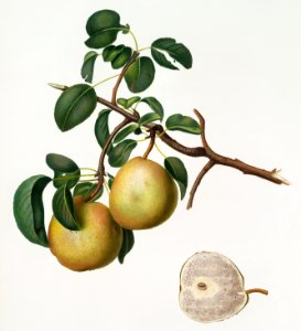Pear (Pyrus Butyra) from Pomona Italiana (1817 - 1839) by Giorgio Gallesio (1772-1839).