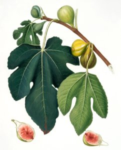 Fig (Ficus carica sativa) from Pomona Italiana (1817 - 1839) by Giorgio Gallesio (1772-1839).. Free illustration for personal and commercial use.