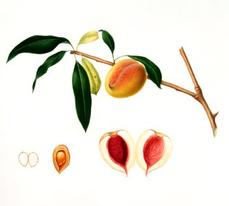 Peach (Persica amygdalus) from Pomona Italiana (1817 - 1839) by Giorgio Gallesio (1772-1839).