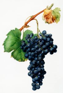 Grape Spanna (Vitis vinifera Pedemontana) from Pomona Italiana (1817 - 1839) by Giorgio Gallesio (1772-1839).. Free illustration for personal and commercial use.