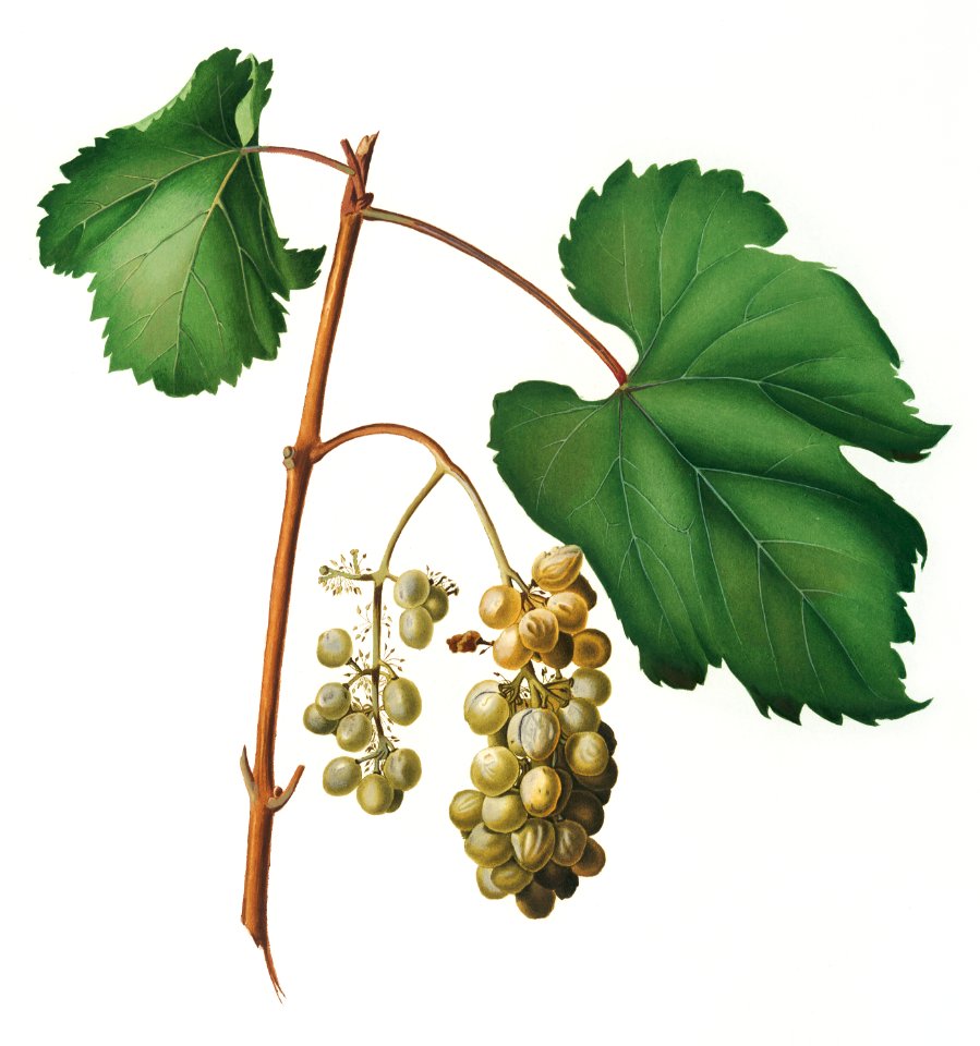 Friuili grape (Vitis vinifera Forojuliensis) from Pomona Italiana (1817 - 1839) by Giorgio Gallesio (1772-1839).