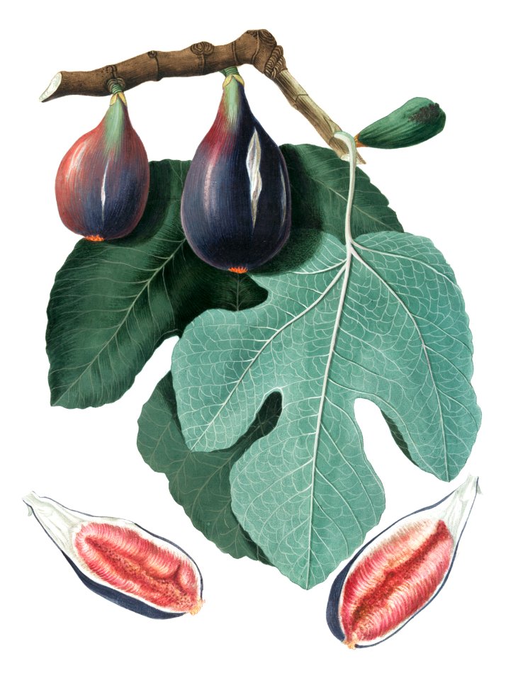Fig (Figus Carica) from Pomona Italiana (1817 - 1839) by Giorgio Gallesio (1772-1839).