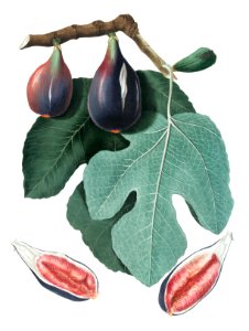 Fig (Figus Carica) from Pomona Italiana (1817 - 1839) by Giorgio Gallesio (1772-1839).. Free illustration for personal and commercial use.