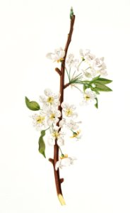 Musky pear flower (Pyrus × bretschneideri) from Pomona Italiana (1817 - 1839) by Giorgio Gallesio (1772-1839).
