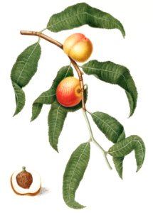 Peach (Persica Alberges) from Pomona Italiana (1817 - 1839) by Giorgio Gallesio (1772-1839).