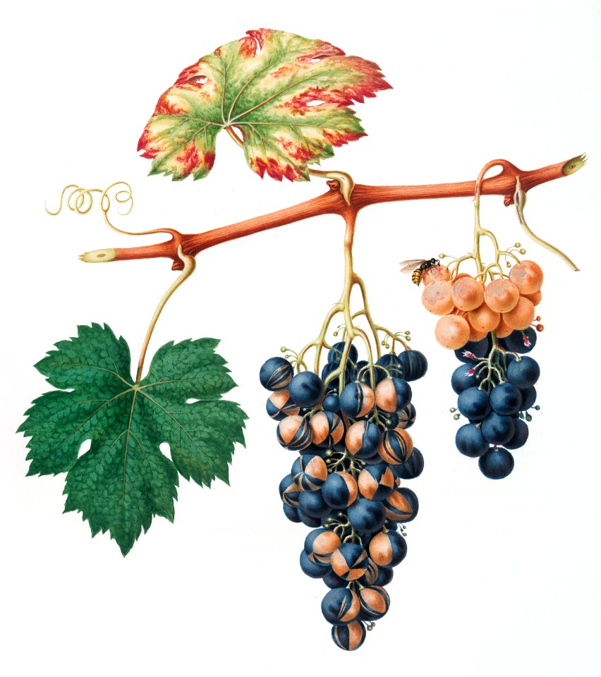 Summer grape (Vites vinifera bicolor) from Pomona Italiana (1817 - 1839) by Giorgio Gallesio (1772-1839).