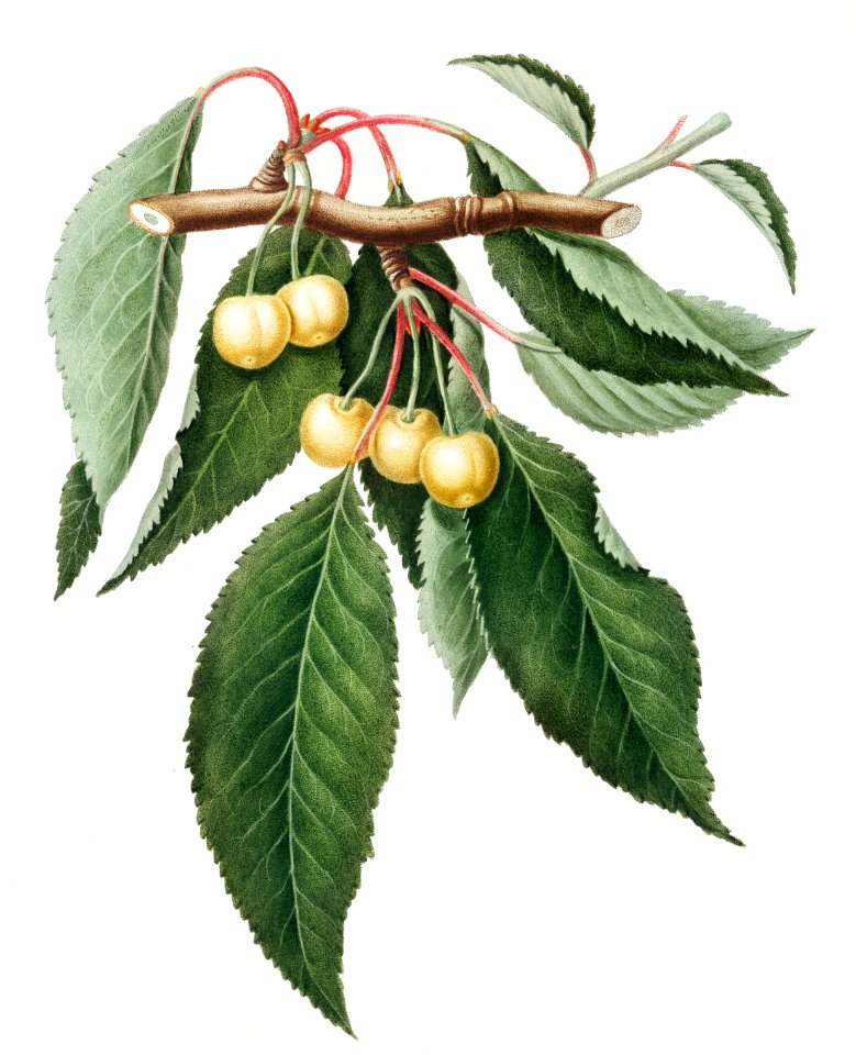 Cherry (Cerasus Duracina) from Pomona Italiana (1817 - 1839) by Giorgio Gallesio (1772-1839).