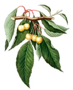 Cherry (Cerasus Duracina) from Pomona Italiana (1817 - 1839) by Giorgio Gallesio (1772-1839).
