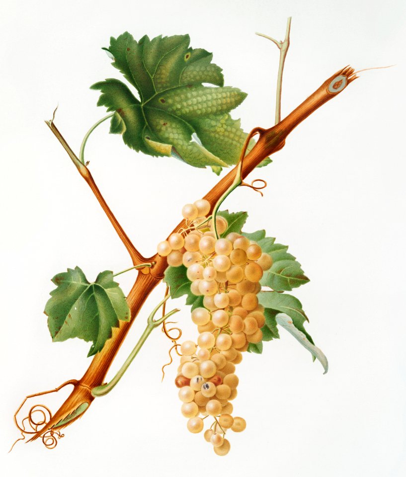 Vermentino grapes (Vitis ligustica feracissima) from Pomona Italiana (1817 - 1839) by Giorgio Gallesio (1772-1839).