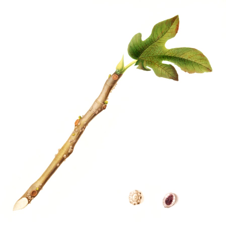Fig (Coccus ficus caricae) from Pomona Italiana (1817 - 1839) by Giorgio Gallesio (1772-1839).
