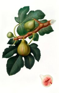 Fig (Ficus carica sativa) from Pomona Italiana (1817 - 1839) by Giorgio Gallesio (1772-1839).. Free illustration for personal and commercial use.