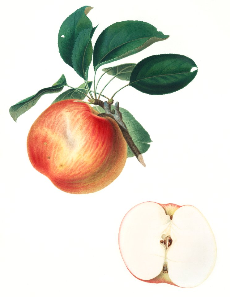 Apple (Malus domestica) from Pomona Italiana (1817 - 1839) by Giorgio Gallesio (1772-1839).