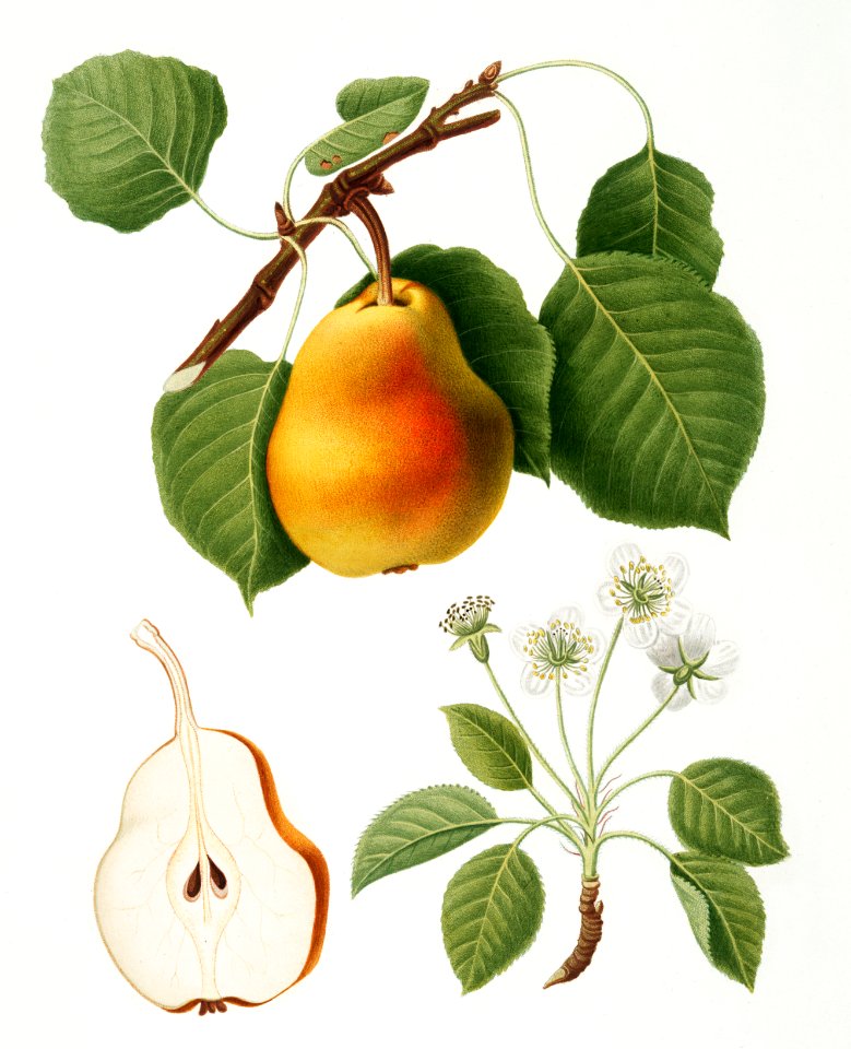 Pear (Pyrus Pompeiana) from Pomona Italiana (1817 - 1839) by Giorgio Gallesio (1772-1839).