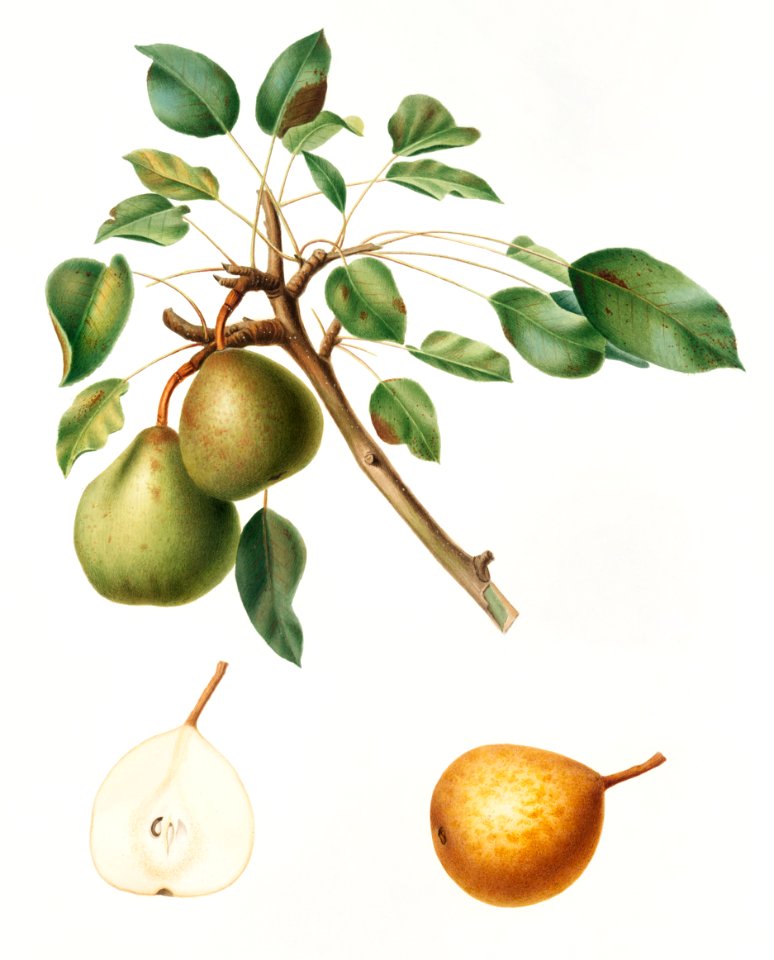 Pear (Pyrus Dugalis) from Pomona Italiana (1817 - 1839) by Giorgio Gallesio (1772-1839).