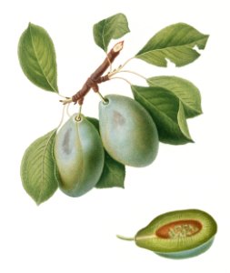 Plum (Prunus Catalanica) from Pomona Italiana (1817 - 1839) by Giorgio Gallesio (1772-1839).