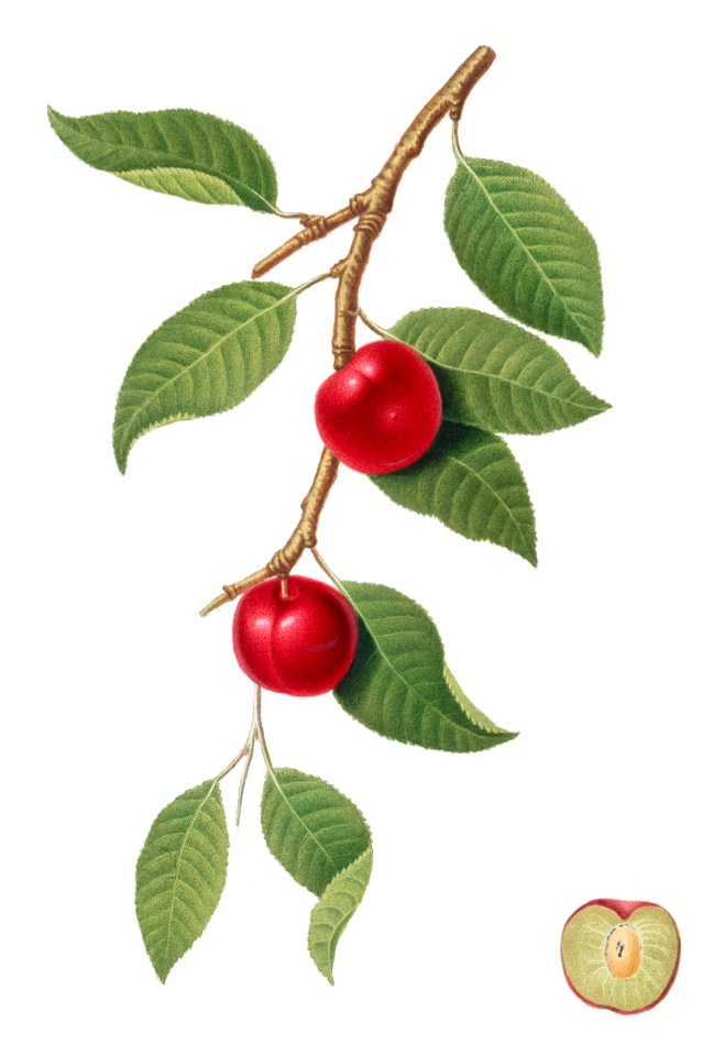 Cherry Plum (Myrobalan plum) from Pomona Italiana (1817 - 1839) by Giorgio Gallesio (1772-1839).