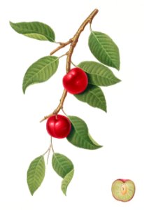 Cherry Plum (Myrobalan plum) from Pomona Italiana (1817 - 1839) by Giorgio Gallesio (1772-1839).