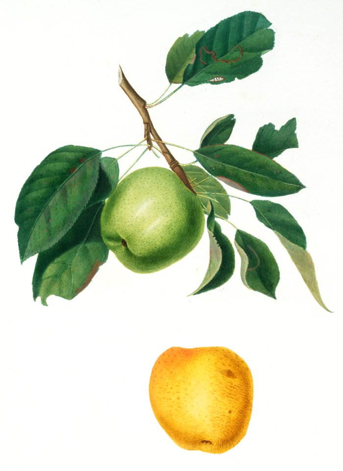 Apple (Malus pumila) from Pomona Italiana (1817 - 1839) by Giorgio Gallesio (1772-1839).