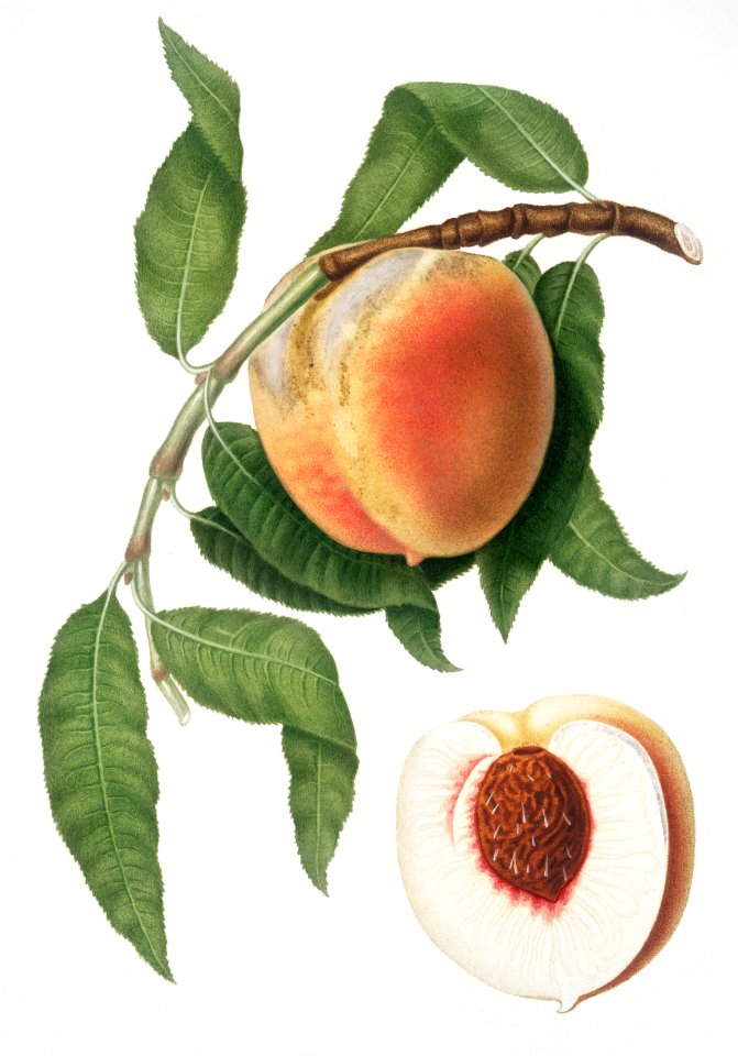Peach (Persica sativa) from Pomona Italiana (1817 - 1839) by Giorgio Gallesio (1772-1839).
