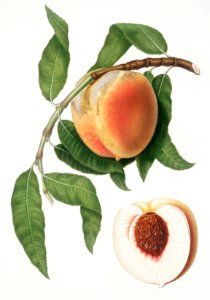 Peach (Persica sativa) from Pomona Italiana (1817 - 1839) by Giorgio Gallesio (1772-1839).