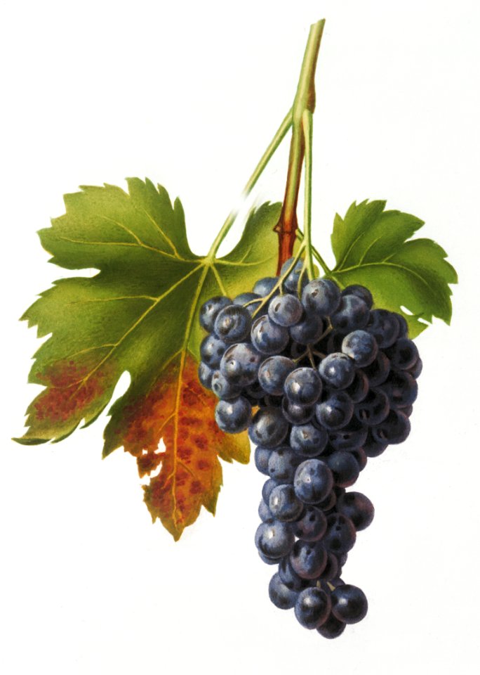 Raisin grape (Vitis vinifera circumpadana) from Pomona Italiana (1817 - 1839) by Giorgio Gallesio (1772-1839).