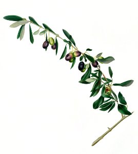 Olives (Olea sativa Italica) from Pomona Italiana (1817 - 1839) by Giorgio Gallesio (1772-1839).