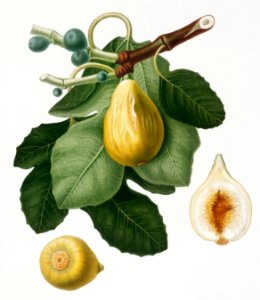 Common Fig (Ficus carica sativa) from Pomona Italiana (1817 - 1839) by Giorgio Gallesio (1772-1839).. Free illustration for personal and commercial use.