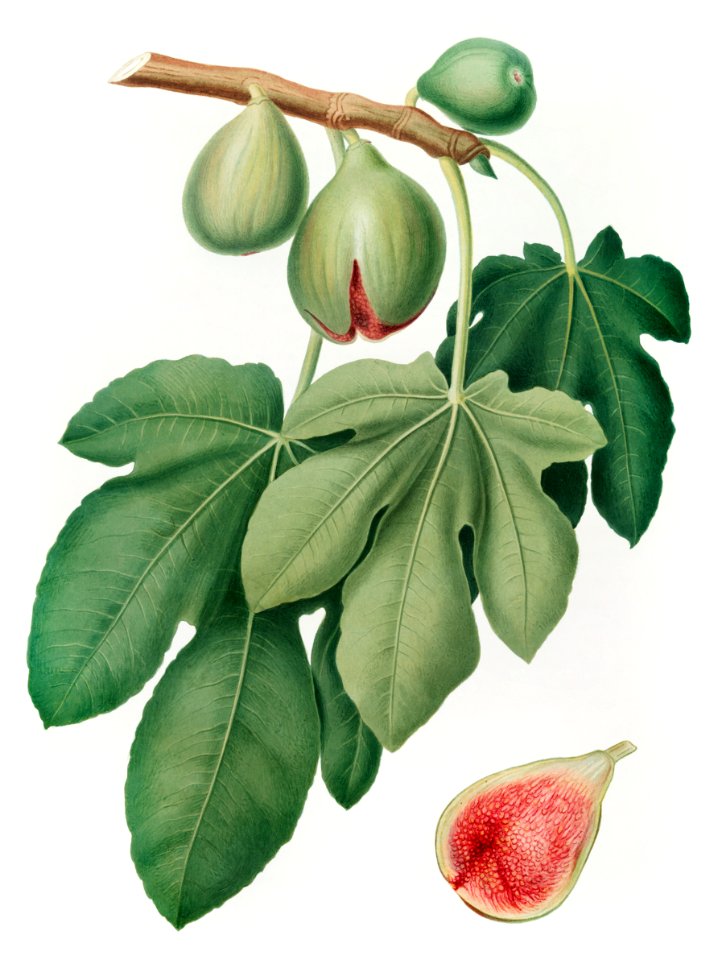 Fig (Ficus carica) from Pomona Italiana (1817 - 1839) by Giorgio Gallesio (1772-1839).