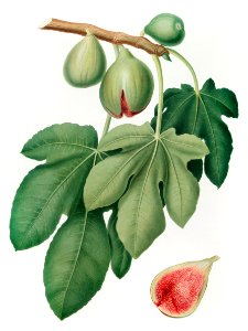 Fig (Ficus carica) from Pomona Italiana (1817 - 1839) by Giorgio Gallesio (1772-1839).. Free illustration for personal and commercial use.