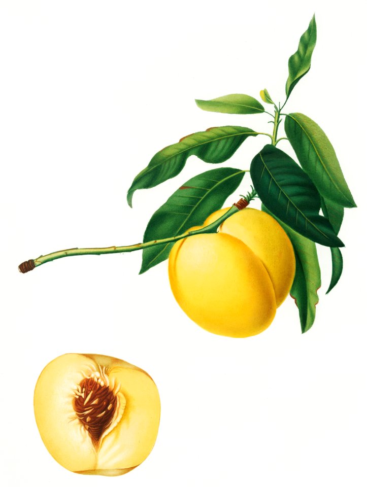 Yellow Apricot (Persica iulodermis) from Pomona Italiana (1817 - 1839) by Giorgio Gallesio (1772-1839).