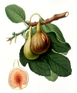 Fig (Ficus carica) from Pomona Italiana (1817 - 1839) by Giorgio Gallesio (1772-1839).. Free illustration for personal and commercial use.