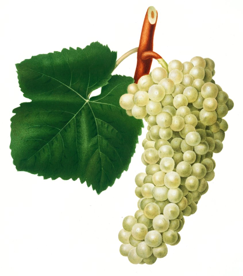 White Grape (Vitis vinifera genuensis) from Pomona Italiana (1817 - 1839) by Giorgio Gallesio (1772-1839).