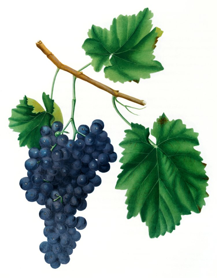 Lacrima grapes (Vitis vinifera Vallisarnensis) from Pomona Italiana (1817 - 1839) by Giorgio Gallesio (1772-1839).