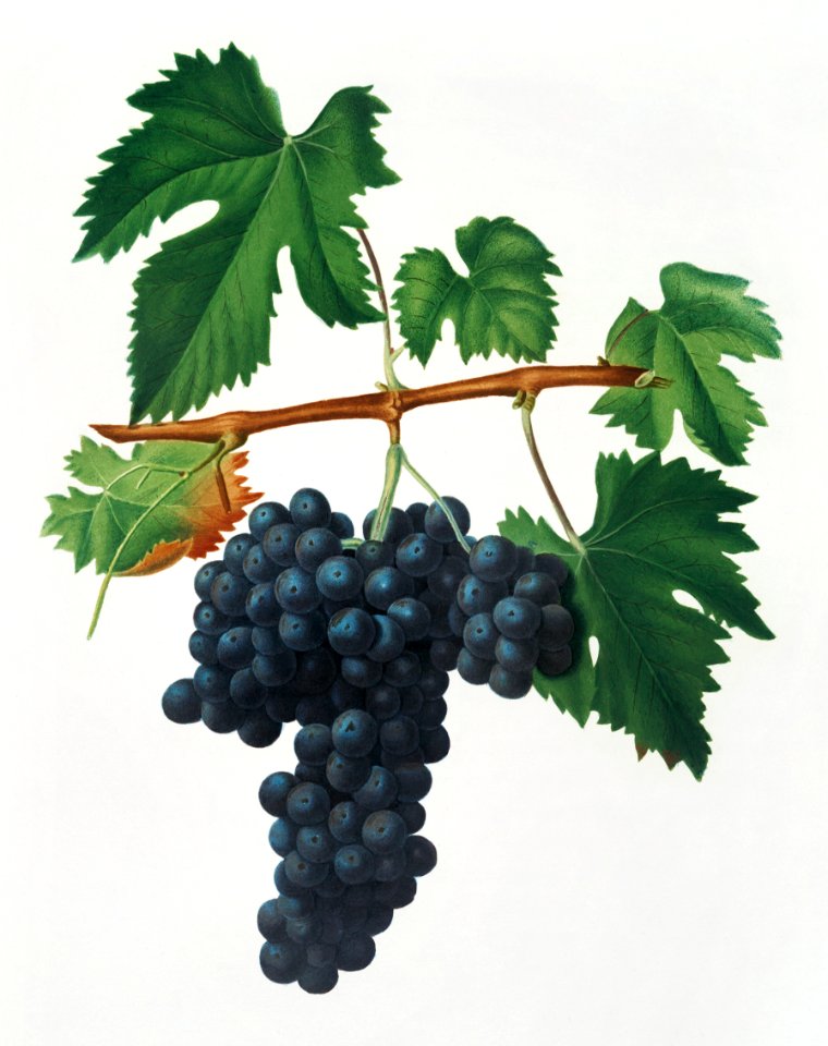 Lacrima grapes (Vitis vinifera Vallisarnensis) from Pomona Italiana (1817 - 1839) by Giorgio Gallesio (1772-1839).