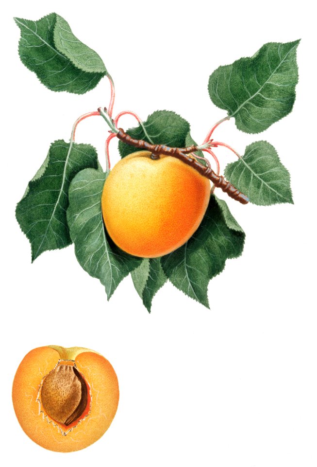 German Apricot from Pomona Italiana (1817 - 1839) by Giorgio Gallesio (1772-1839).