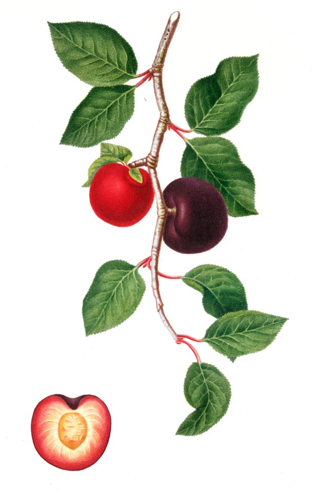 Apricot (Armeniaca prunata) from Pomona Italiana (1817 - 1839) by Giorgio Gallesio (1772-1839).