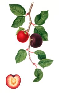 Apricot (Armeniaca prunata) from Pomona Italiana (1817 - 1839) by Giorgio Gallesio (1772-1839).
