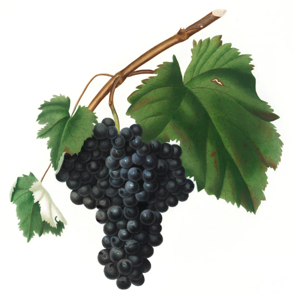Black Canaiolo (Vitis vinifera etrusca) from Pomona Italiana (1817 - 1839) by Giorgio Gallesio (1772-1839).