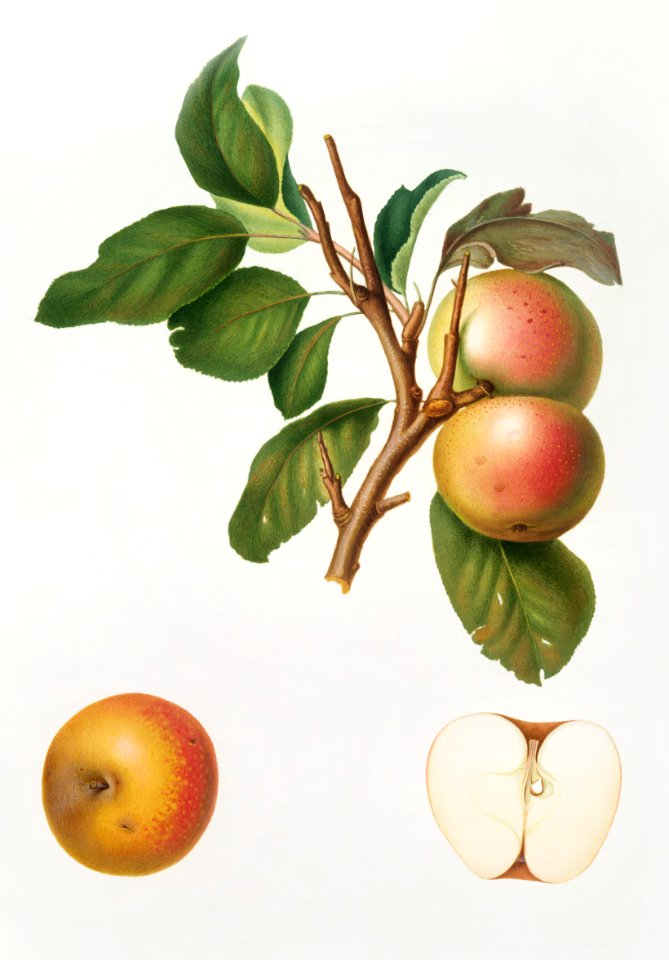 Pupina Apple (Malus appenninensis) from Pomona Italiana (1817 - 1839) by Giorgio Gallesio (1772-1839).