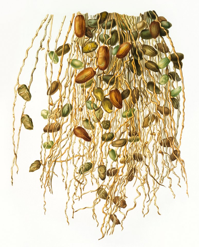 Normal Spadice of the palm (Phoenix dactylifera) from Pomona Italiana (1817 - 1839) by Giorgio Gallesio (1772-1839).
