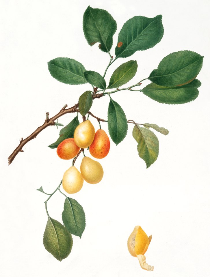 Cherry (Prunus Damascena) from Pomona Italiana (1817 - 1839) by Giorgio Gallesio (1772-1839).