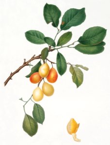 Cherry (Prunus Damascena) from Pomona Italiana (1817 - 1839) by Giorgio Gallesio (1772-1839).