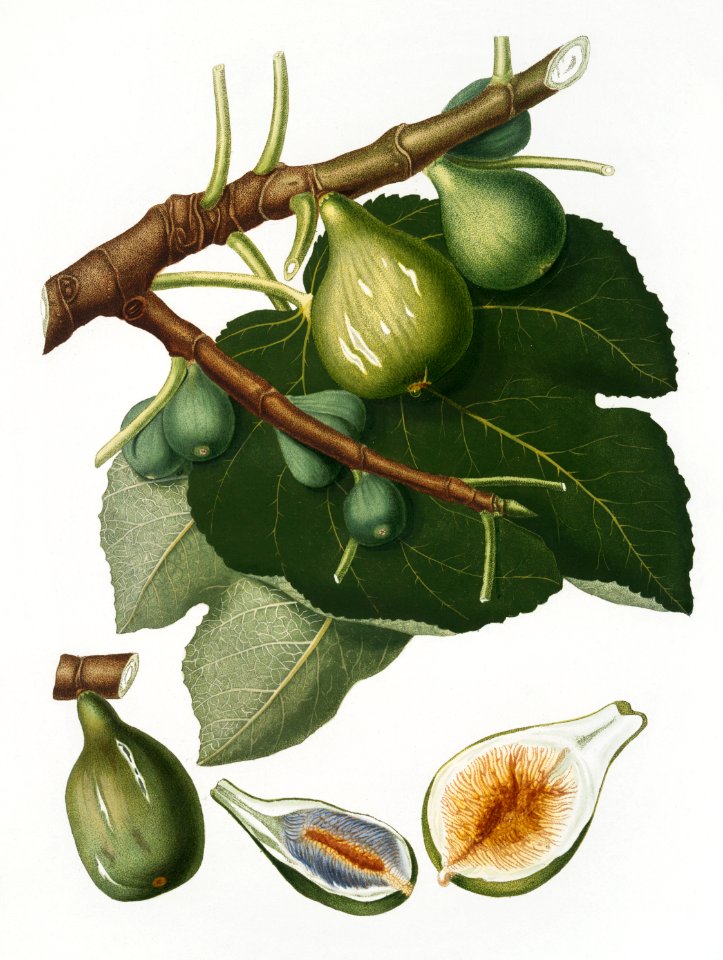 Fig (Ficus Carica sativa) from Pomona Italiana (1817 - 1839) by Giorgio Gallesio (1772-1839).